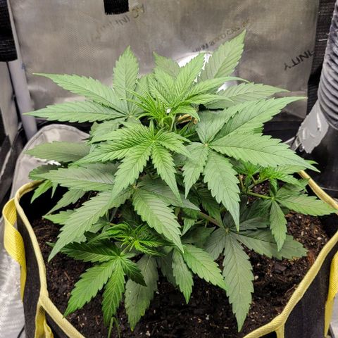 Apple Fritter Blimburn growlog timeline photo