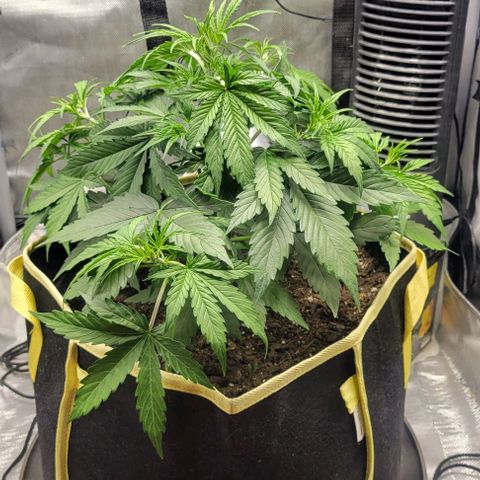 Apple Fritter Blimburn growlog timeline photo