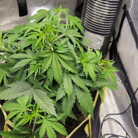 Apple Fritter Blimburn growlog timeline photo