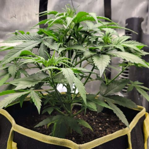 Apple Fritter Blimburn growlog timeline photo