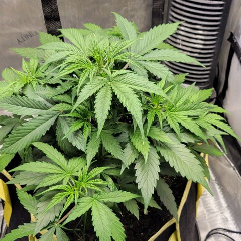 Apple Fritter Blimburn growlog timeline photo