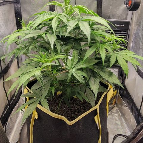 Apple Fritter Blimburn growlog timeline photo