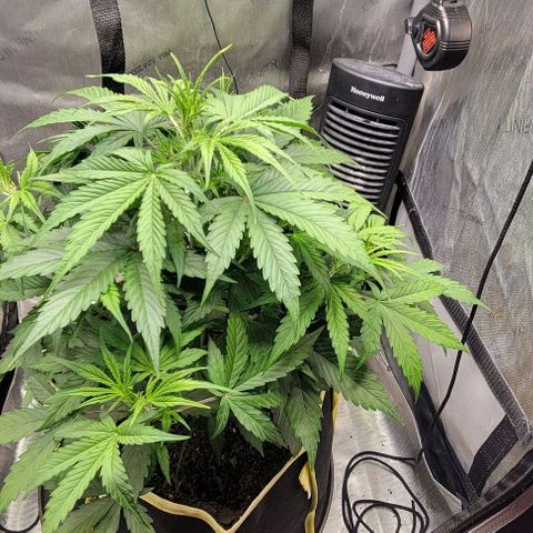 Apple Fritter Blimburn growlog timeline photo