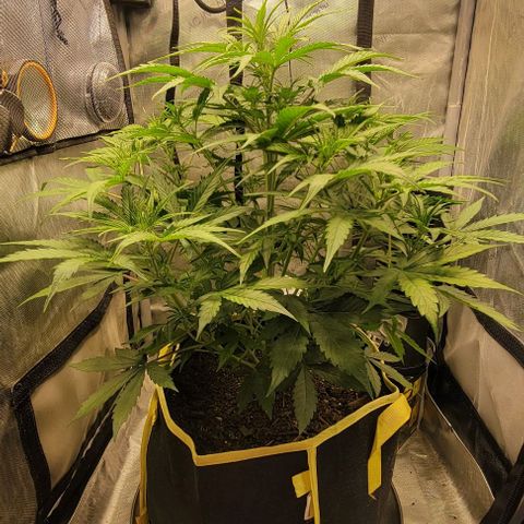 Apple Fritter Blimburn growlog timeline photo