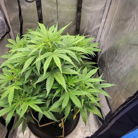 Apple Fritter Blimburn growlog timeline photo