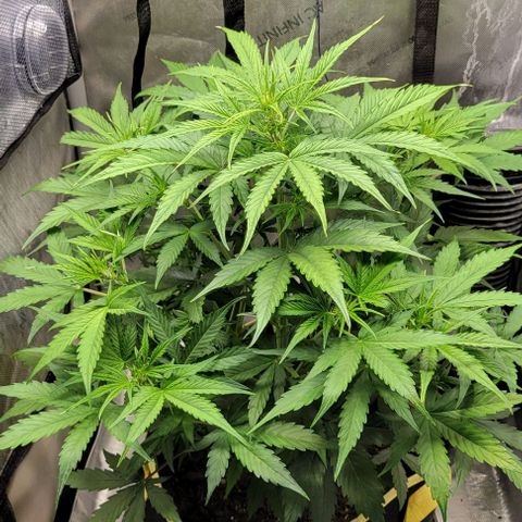 Apple Fritter Blimburn growlog timeline photo