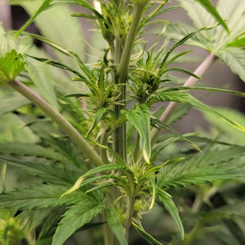 Apple Fritter Blimburn growlog timeline photo