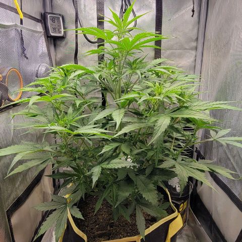 Apple Fritter Blimburn growlog timeline photo