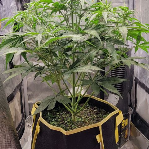 Apple Fritter Blimburn growlog timeline photo