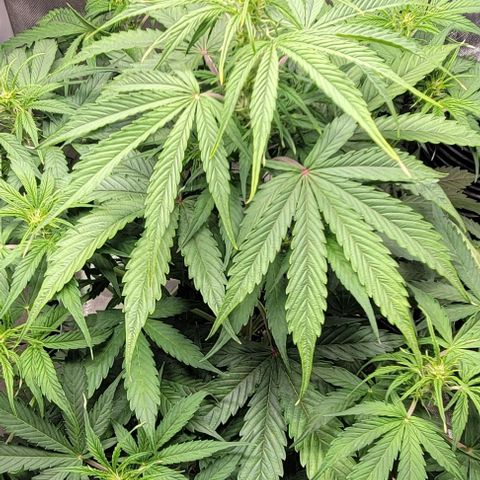 Apple Fritter Blimburn growlog timeline photo
