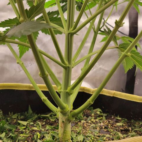Apple Fritter Blimburn growlog timeline photo