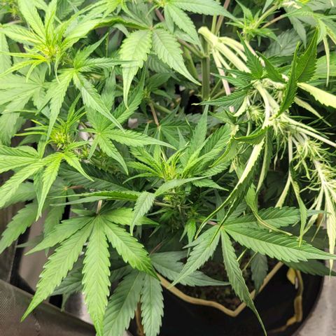 Apple Fritter Blimburn growlog timeline photo