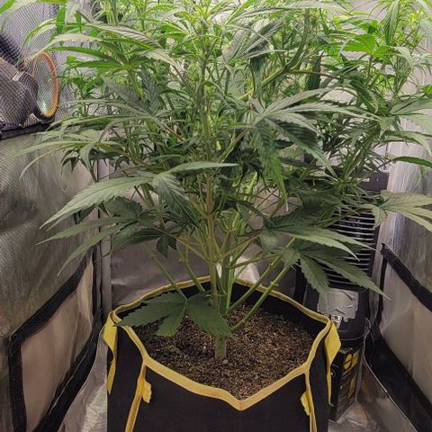 Apple Fritter Blimburn growlog timeline photo