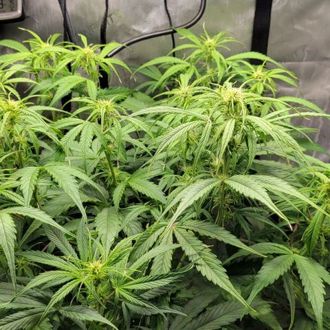 Apple Fritter Blimburn growlog timeline photo