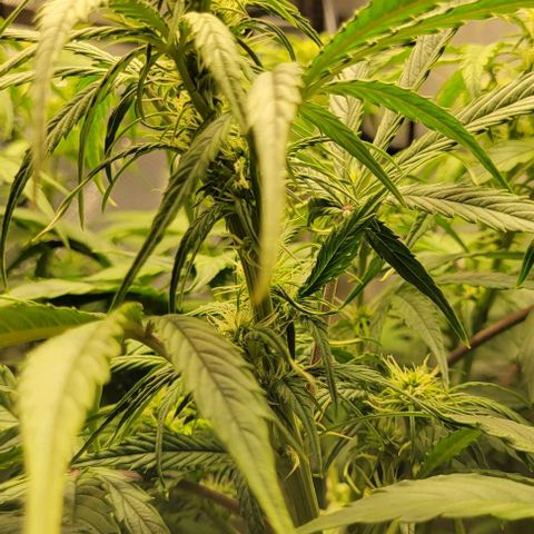 Apple Fritter Blimburn growlog timeline photo