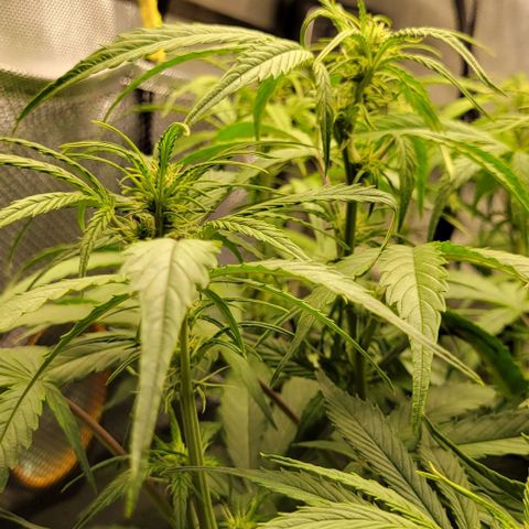 Apple Fritter Blimburn growlog timeline photo