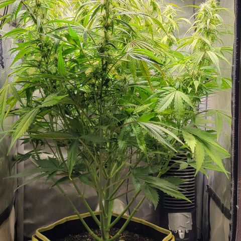 Apple Fritter Blimburn growlog timeline photo