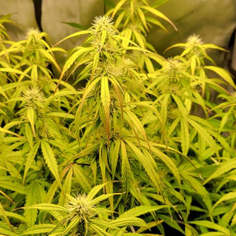 Apple Fritter Blimburn growlog timeline photo