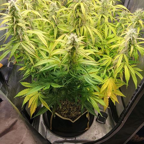 Apple Fritter Blimburn growlog timeline photo