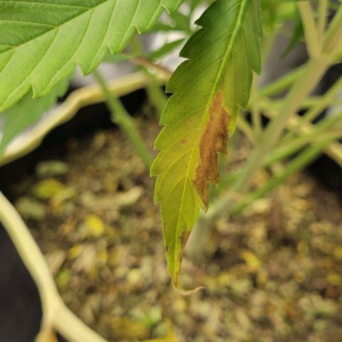Apple Fritter Blimburn growlog timeline photo
