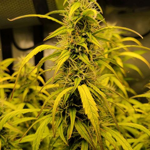 Apple Fritter Blimburn growlog timeline photo