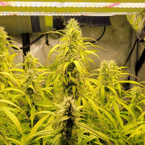 Apple Fritter Blimburn growlog timeline photo