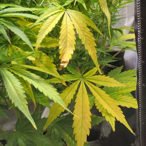 Apple Fritter Blimburn growlog timeline photo