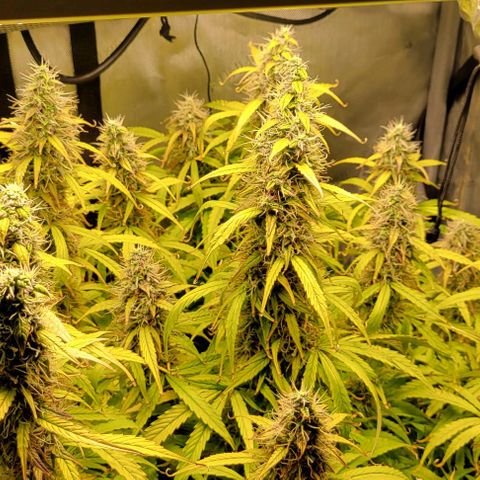 Apple Fritter Blimburn growlog timeline photo