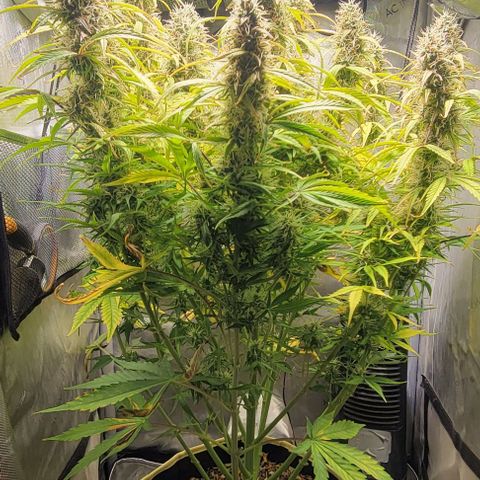 Apple Fritter Blimburn growlog timeline photo