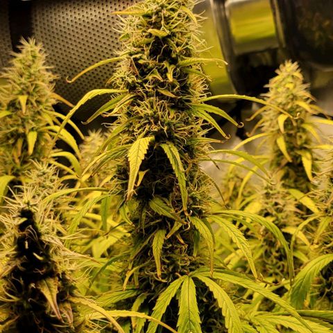 Apple Fritter Blimburn growlog timeline photo