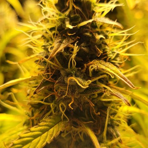 Apple Fritter Blimburn growlog timeline photo