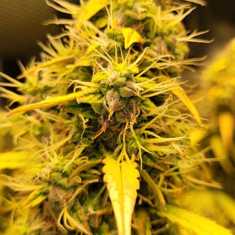 Apple Fritter Blimburn growlog timeline photo