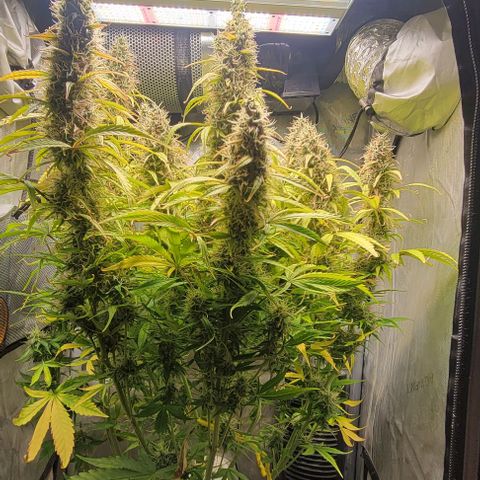 Apple Fritter Blimburn growlog timeline photo
