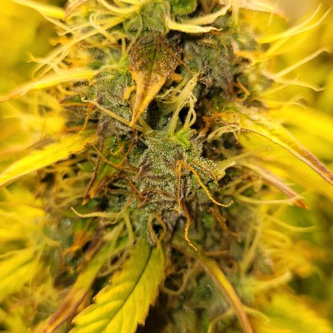 Apple Fritter Blimburn growlog timeline photo