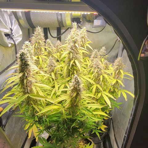 Apple Fritter Blimburn growlog timeline photo