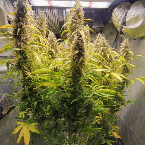 Apple Fritter Blimburn growlog timeline photo