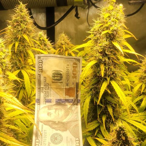 Apple Fritter Blimburn growlog timeline photo