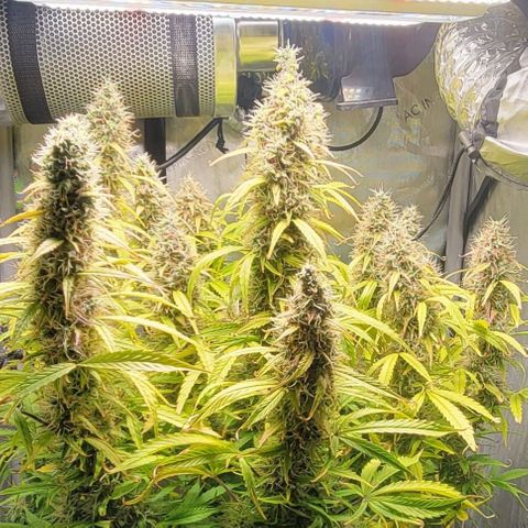 Apple Fritter Blimburn growlog timeline photo