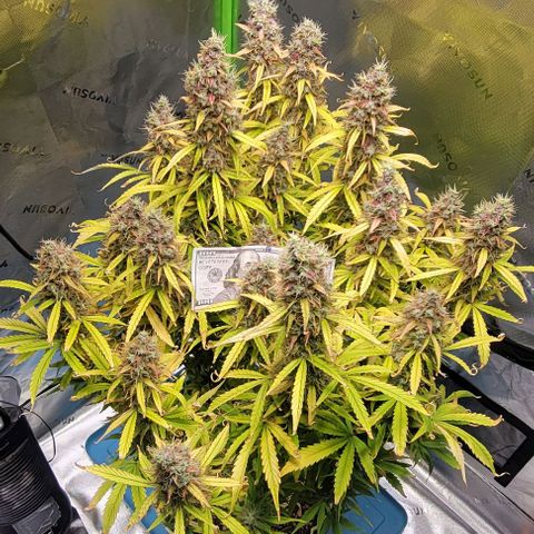 Apple Fritter Blimburn growlog timeline photo
