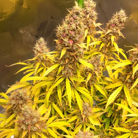 Apple Fritter Blimburn growlog timeline photo