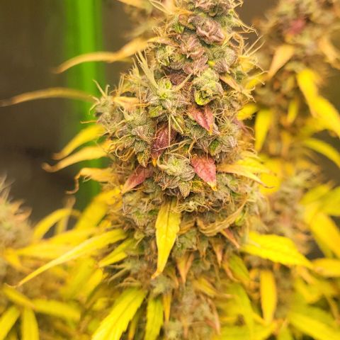 Apple Fritter Blimburn growlog timeline photo