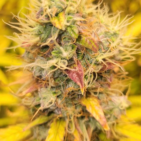Apple Fritter Blimburn growlog timeline photo