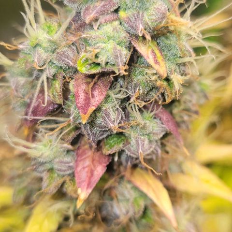 Apple Fritter Blimburn growlog timeline photo