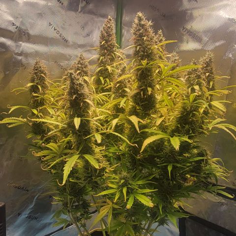 Apple Fritter Blimburn growlog timeline photo