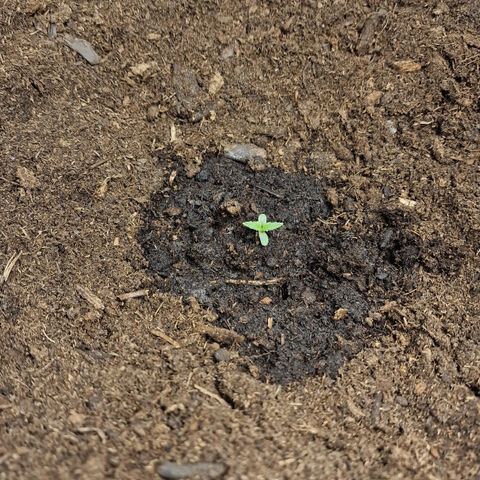 Orion F1 growlog photo: Repotted in RQS pot