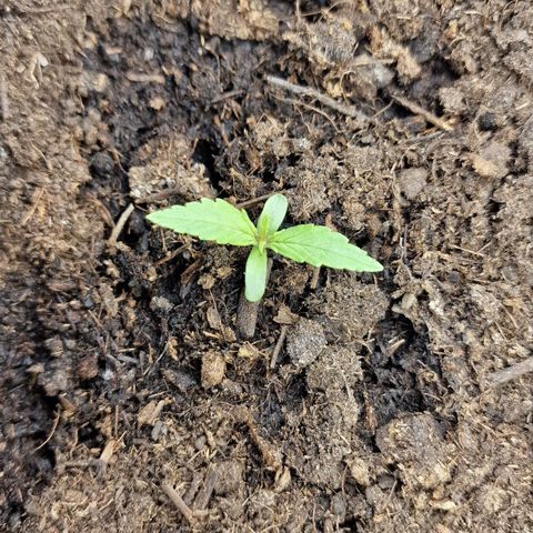 Orion F1 growlog timeline photo
