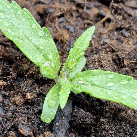 Orion F1 growlog timeline photo