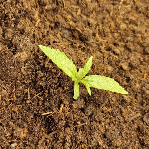 Orion F1 growlog timeline photo