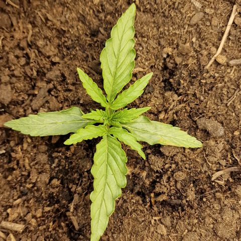Orion F1 growlog photo: Voeding en gewaterd
