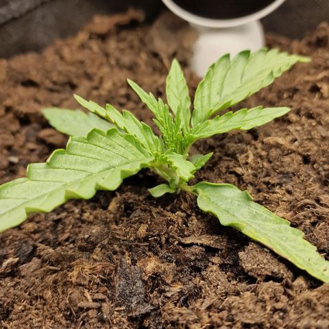 Orion F1 growlog photo: Voeding en gewaterd